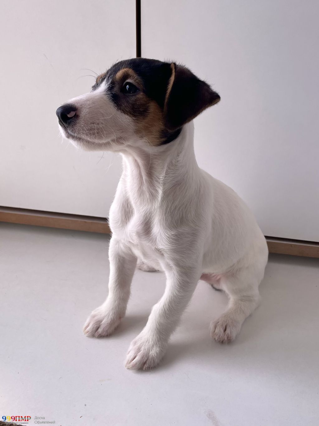 Jack Russell Terrier